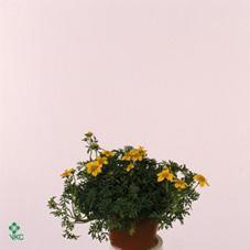 Bidens Big Charme