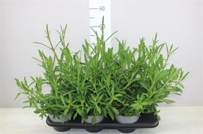 Verbena bonariensis