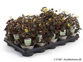 Oxalis mix