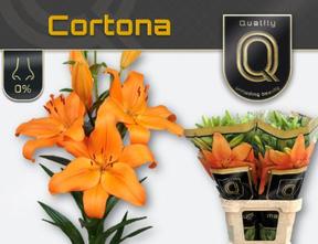 Lilium la cortona