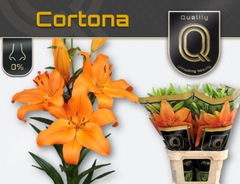 Lilium la cortona