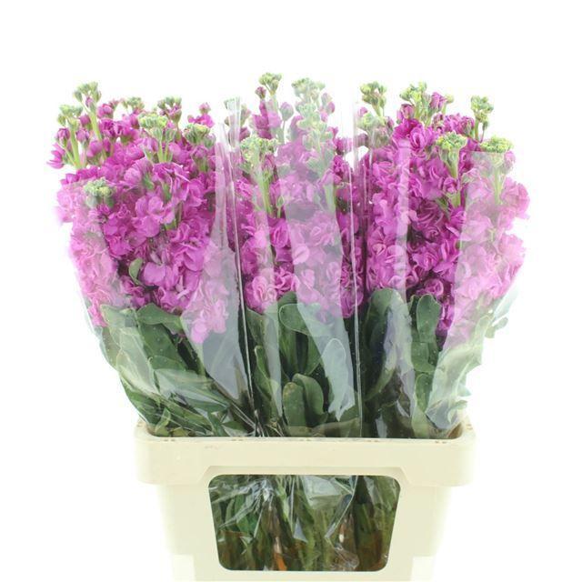 Matthiola iron hot pink
