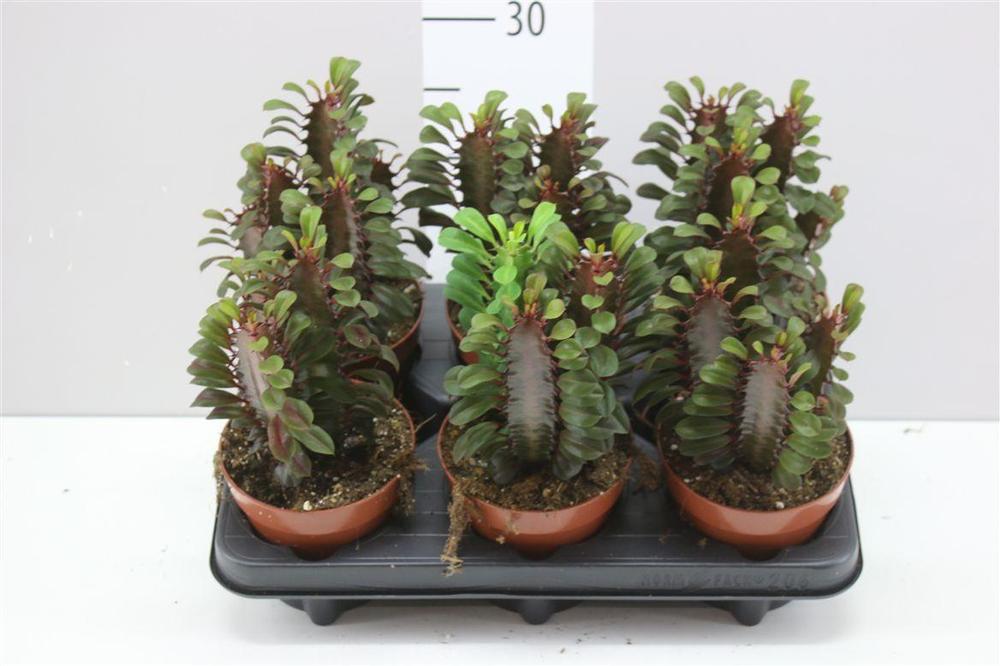Euphorbia trigona Rubra