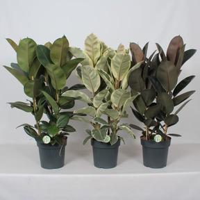 Ficus el. Robusta 3PP