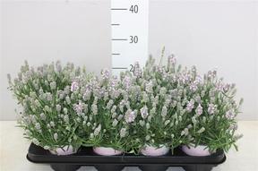 Lavandula angustifolia Rosea