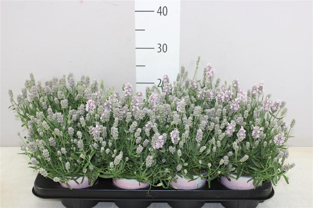 Lavandula angustifolia Rosea