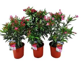 Nerium oleander