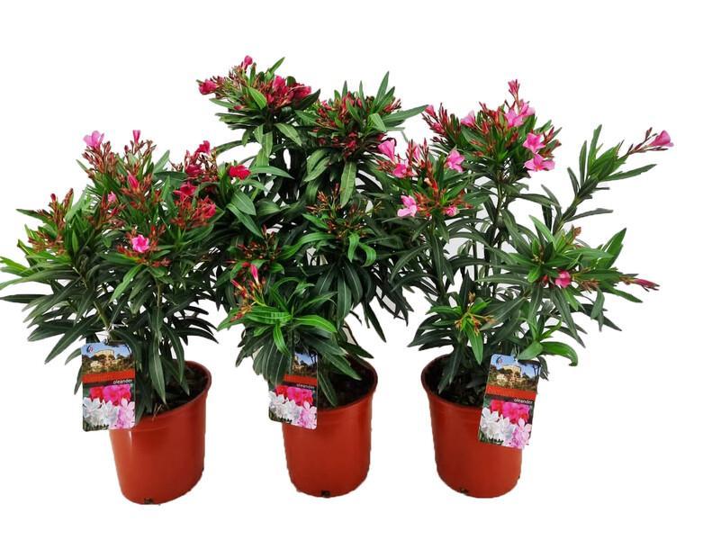 Nerium oleander