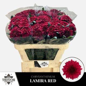 Chrys gp lamira red