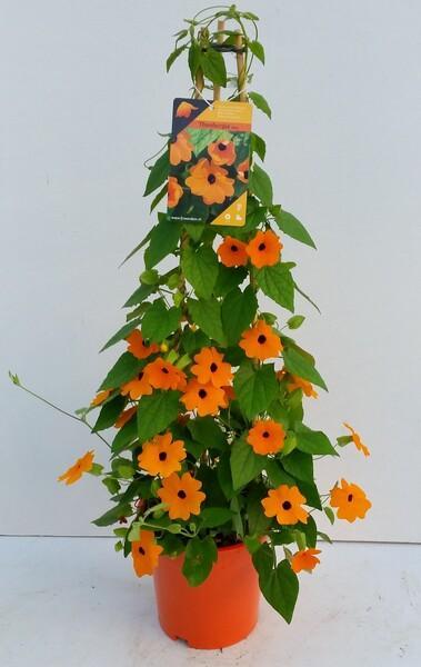 Thunbergia alata