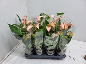 Anthurium Joli Peach 3+