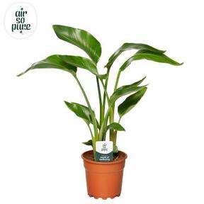 Strelitzia Nicolai