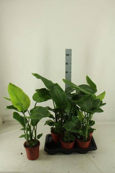 Strelitzia Nicolai