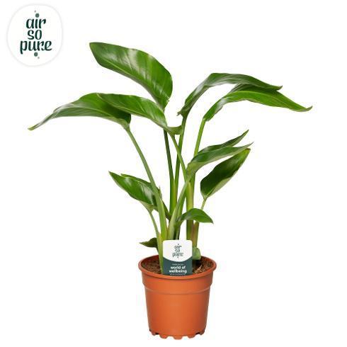 Strelitzia Nicolai
