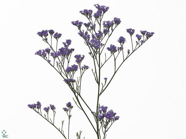 Limonium ohio blue