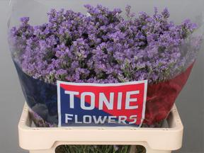 Limonium ohio blue