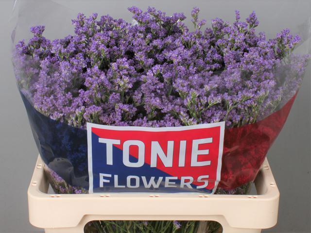 Limonium ohio blue