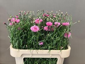 Centaurea cyanus
