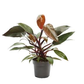 Philodendron Narrow