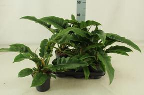 Philodendron Narrow