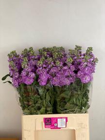 Matthiola mathilda lavender