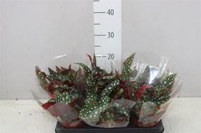 Begonia maculata Wightii