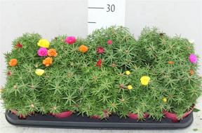 Portulaca mix