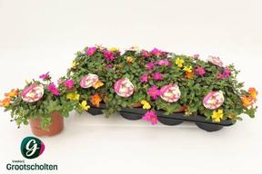 Portulaca mix