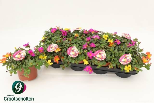 Portulaca mix