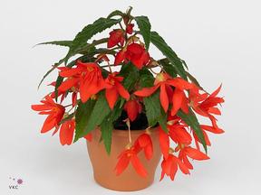 Begonia boliviensis mix
