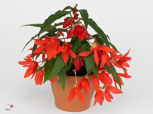 Begonia boliviensis mix
