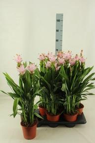 Curcuma light pink