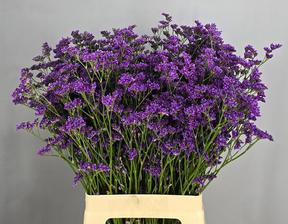 Limonium kansas blue
