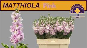 Matthiola light pink