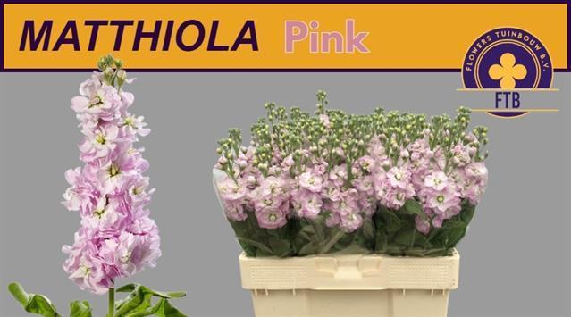 Matthiola light pink
