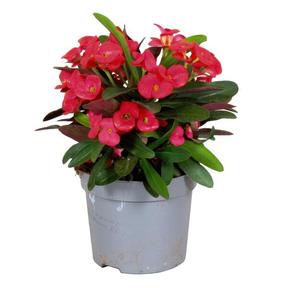 Euphorbia milii red