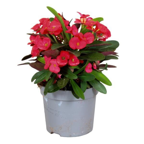 Euphorbia milii red