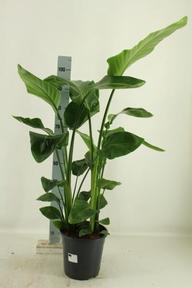 Strelitzia Nicolai