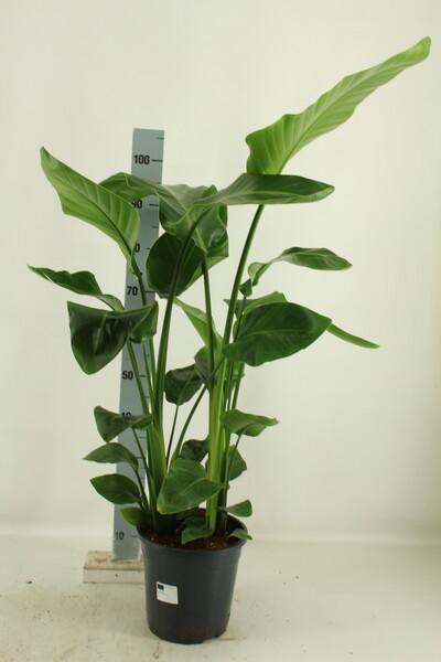 Strelitzia Nicolai