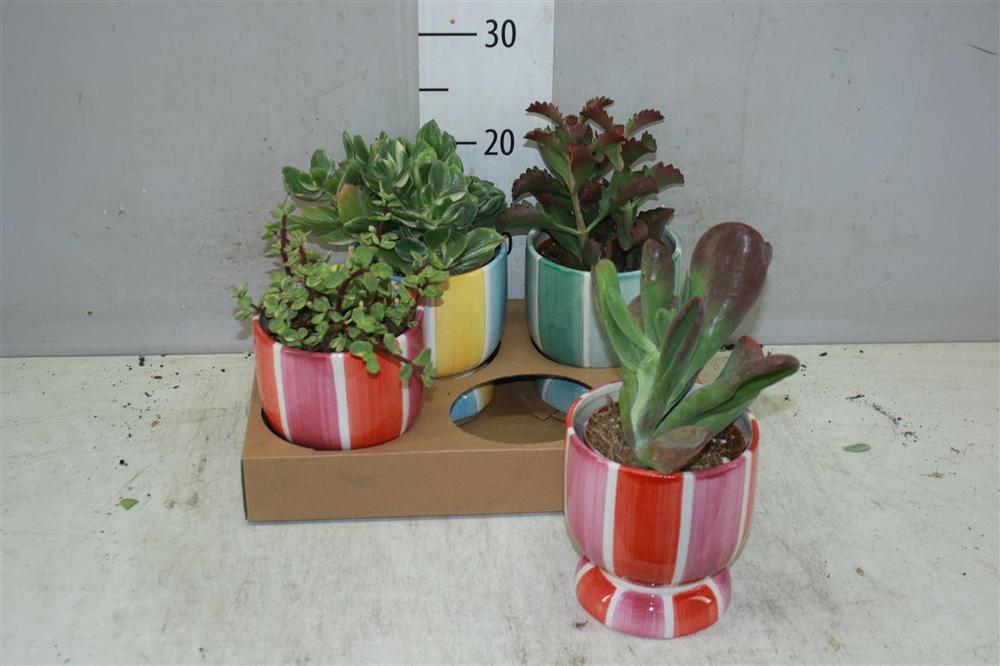 Succulent mix keramika