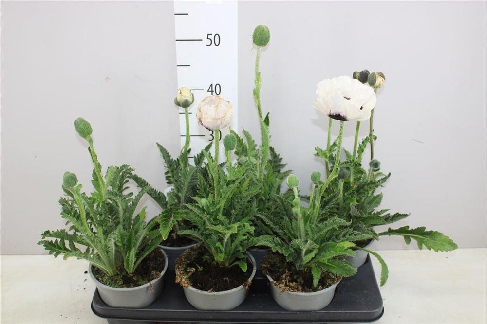 Papaver mix