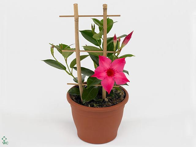 Mandevilla mix