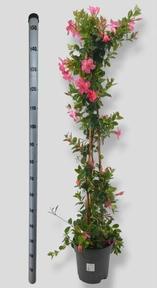 Mandevilla mix