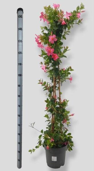 Mandevilla mix