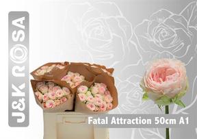 Rosa tr fatal attraction