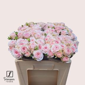 Rosa tr fatal attraction