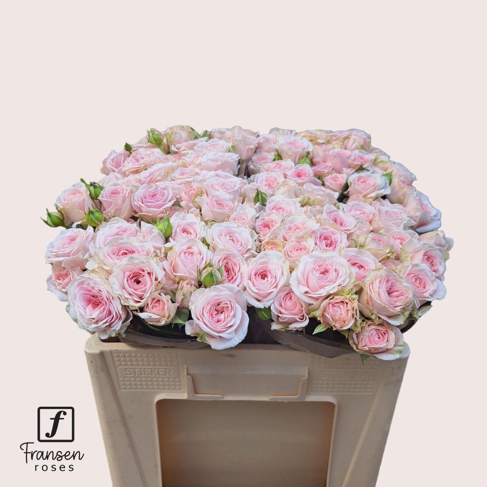 Rosa tr fatal attraction