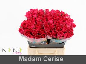 Rosa gr madam cerise