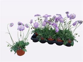 Scabiosa
