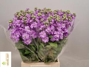Matthiola mathilda lavender